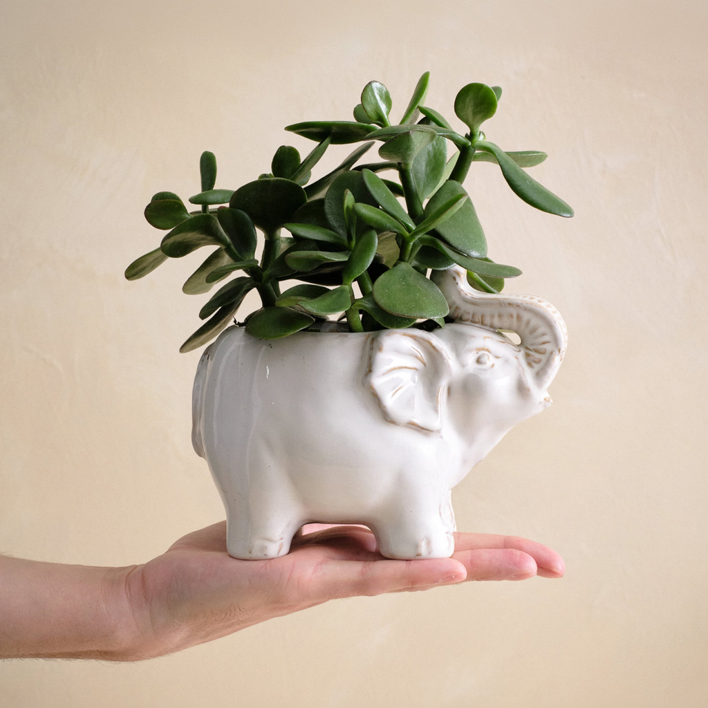 Levain x UrbanStems Desk Plant Gift Set